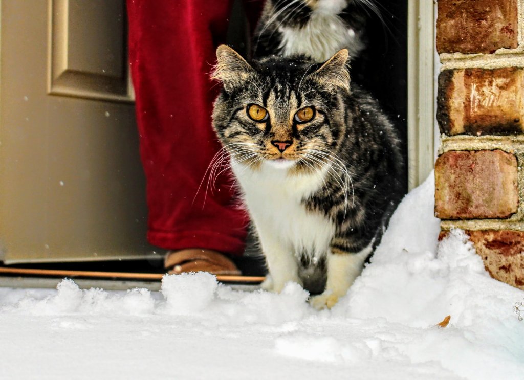 cat, snow