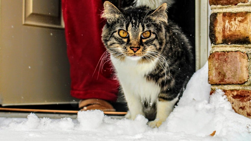 cat, snow
