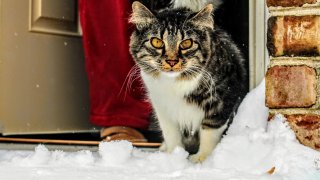 cat, snow