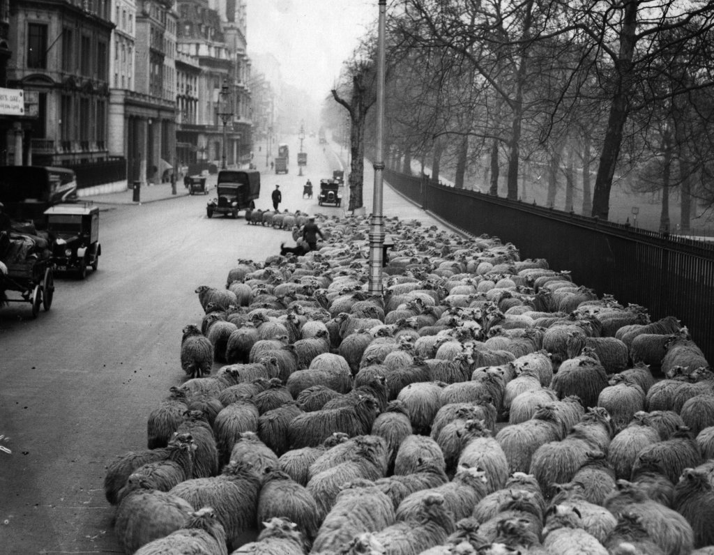 Sheep Traffic