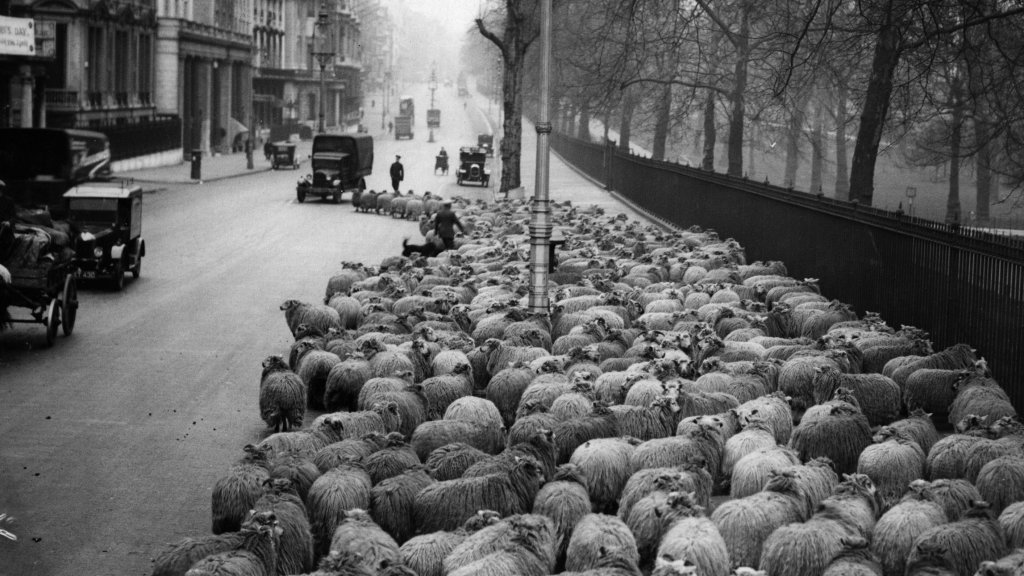 Sheep Traffic