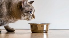 Защо килограмите на котката ви са важни