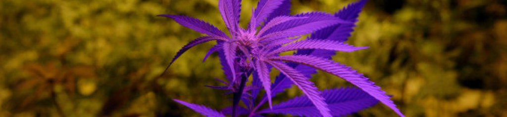 Marijuana Dispensary Prepares for Recreational Sales