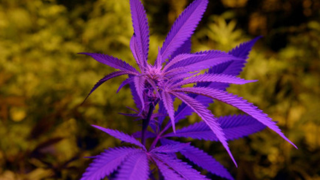 Marijuana Dispensary Prepares for Recreational Sales
