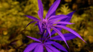 Marijuana Dispensary Prepares for Recreational Sales