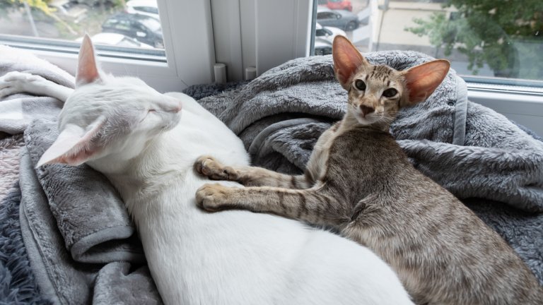 Тези животни обичат да са в компания.