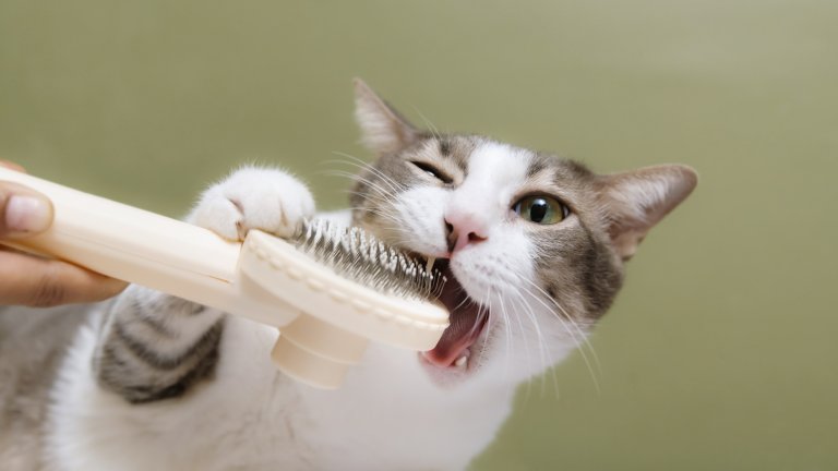 И далеч не са само голи като сфинкса: