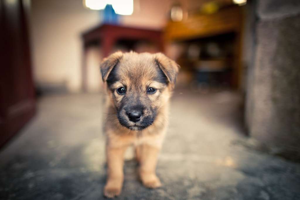 кученце, куче