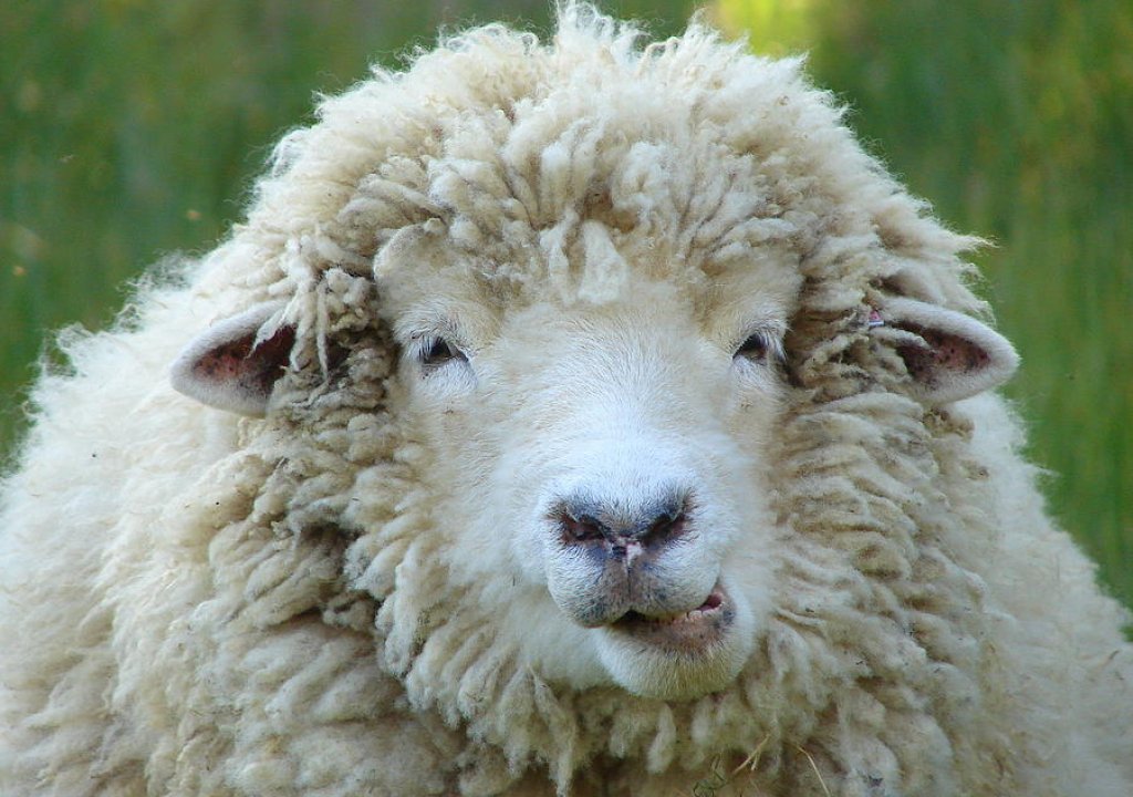 wooly-sheep-ramona-johnston