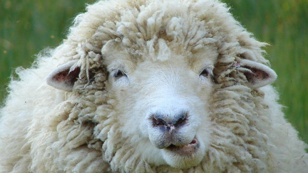 wooly-sheep-ramona-johnston