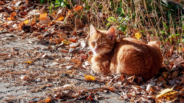В началото на новата седмица започва сериозно застудяване