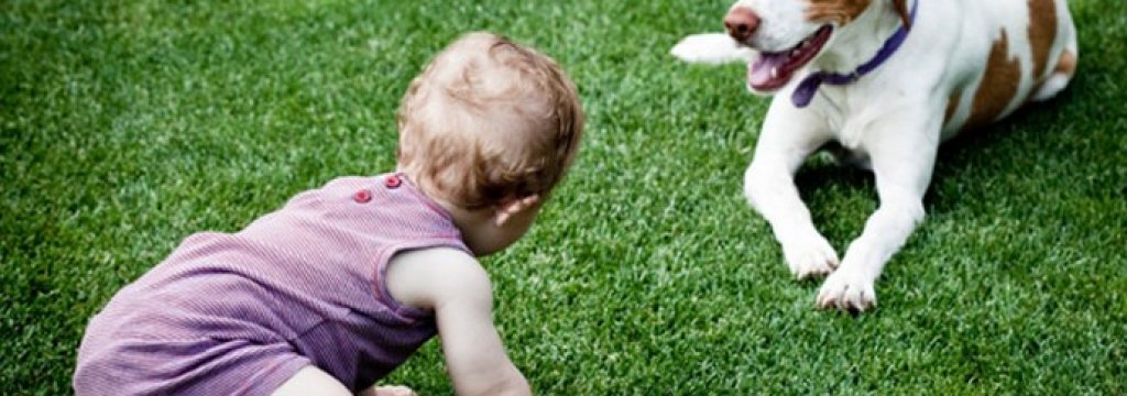 baby dog