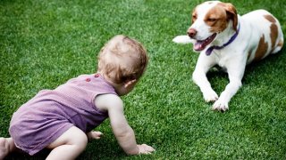 baby dog