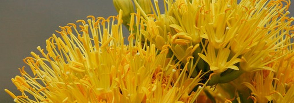 agave americana