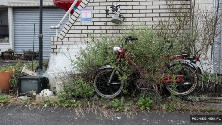 Природата завладява изоставената Фукушима
