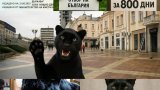 Голямата черна котка на нацията се превърна от шуменски феномен в национален герой и вдъхновител на десетки снимки
