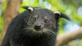 Нарича се бинтуронг и живее в Югоизточна Азия