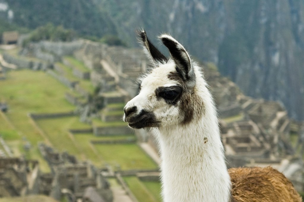 1280px-Llama_on_Machu_Picchu
