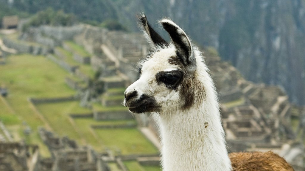 1280px-Llama_on_Machu_Picchu