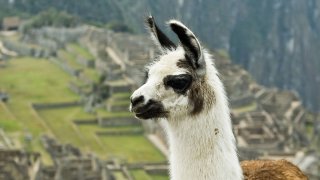 1280px-Llama_on_Machu_Picchu