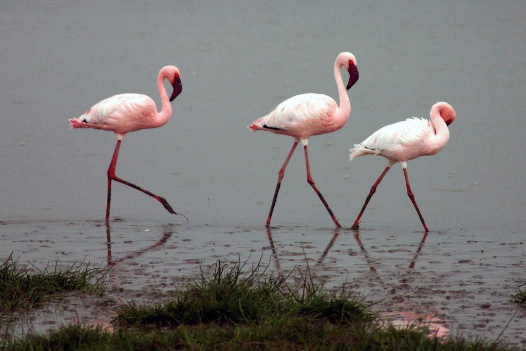 Lesser-flamingos