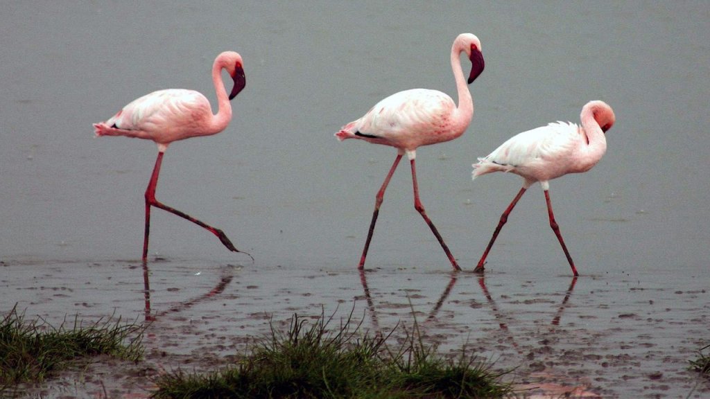 Lesser-flamingos