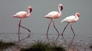 Lesser-flamingos