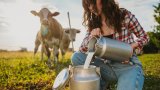 7 от 10 души по света вярват, че суровото мляко е по-полезно, а не е така