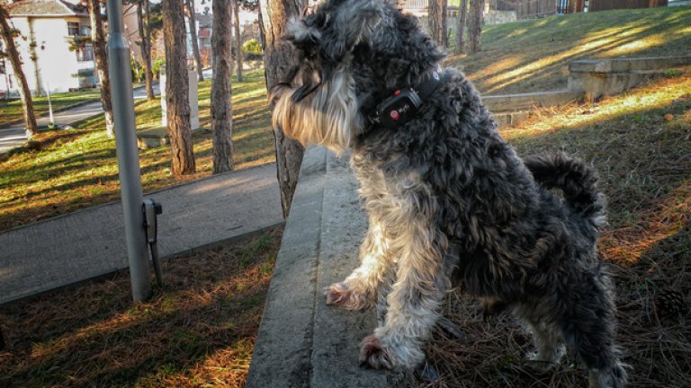 На всеки 15 минути, някой губи домашен любимец...
