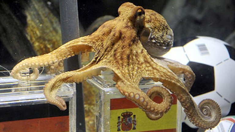 Октоподът Пол редовно познаваше резултата от мачовете на Мондиала през 2010 година