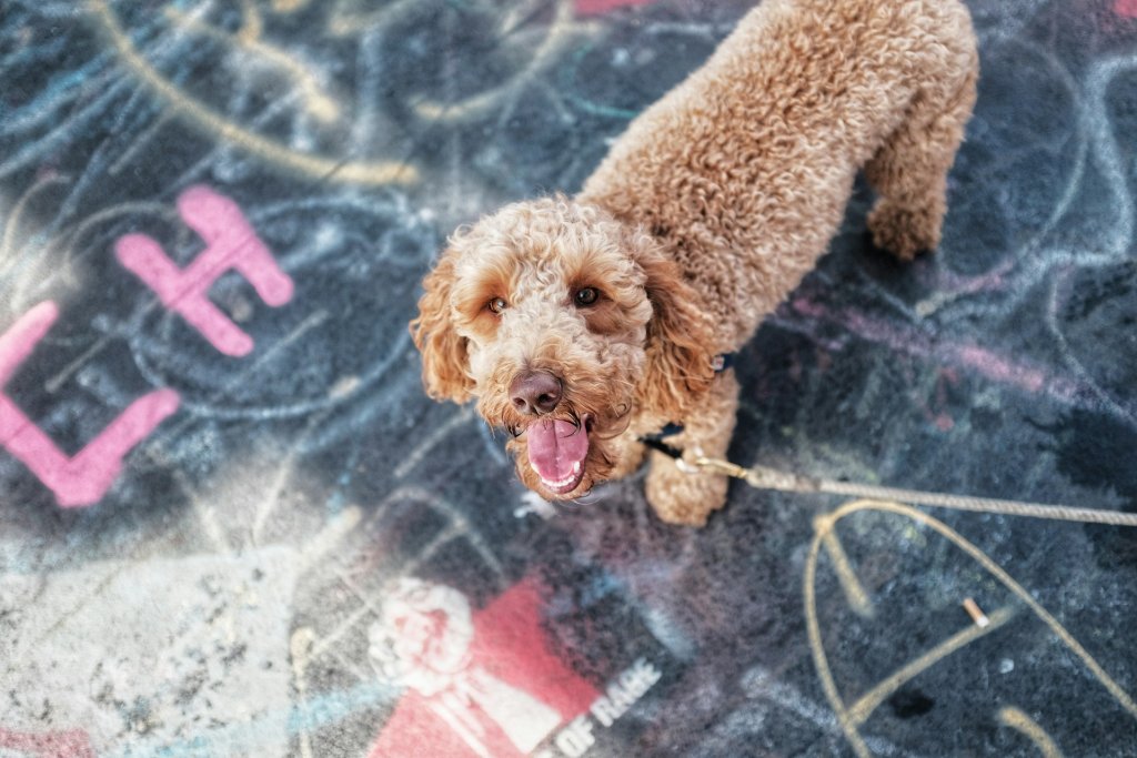 seth-weisfeld-EfZAKUxMP9E-unsplash