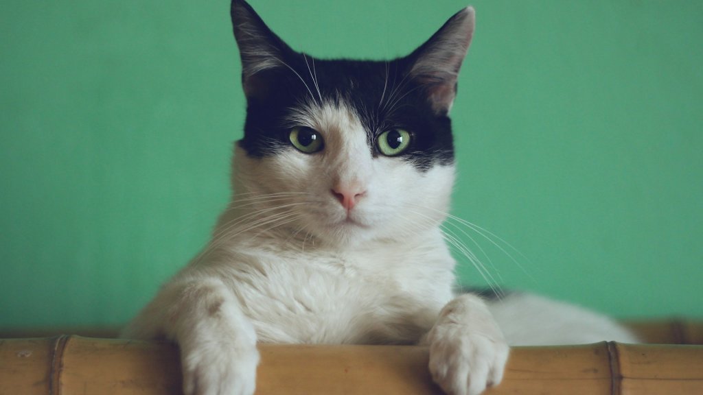 manja-vitolic-gKXKBY-C-Dk-unsplash