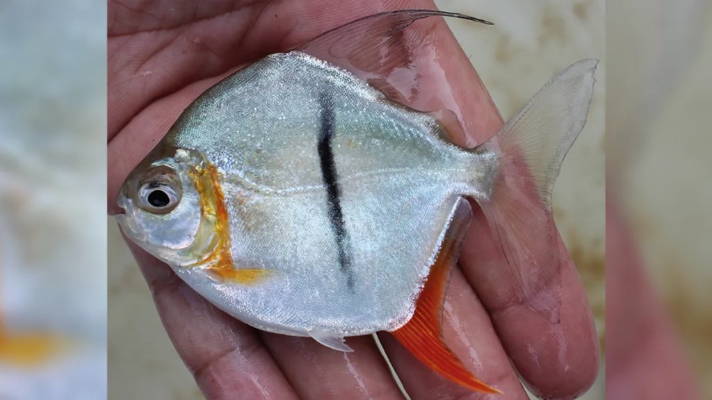 vegetarian-piranha-l