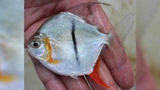 vegetarian-piranha-l
