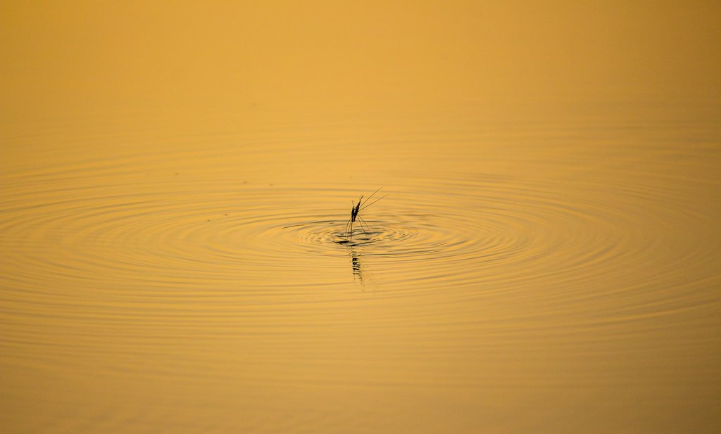pavan-prasad-7jabrWletsg-unsplash