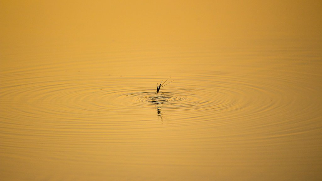 pavan-prasad-7jabrWletsg-unsplash