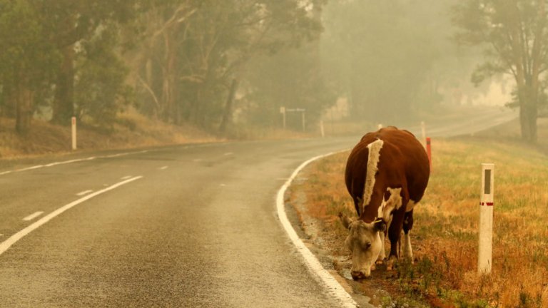 Колко животни са засегнати от пожарите в Австралия