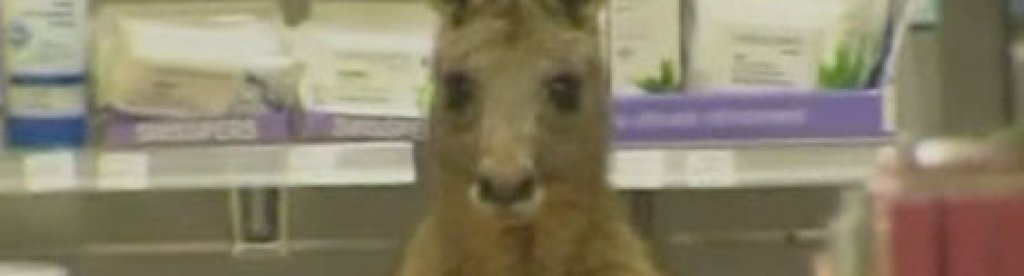 Kangaroo stuck in a pharmacy at Melbourne Airport