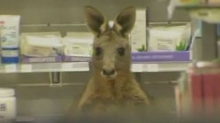 Kangaroo stuck in a pharmacy at Melbourne Airport