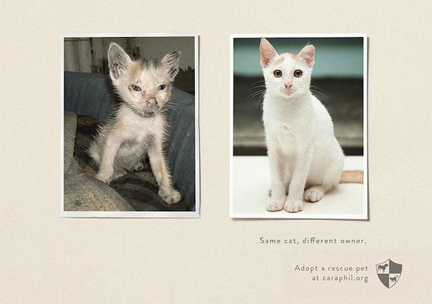 "Същата котка - различен собственик" - кампания за осиновяване на бездомни животни