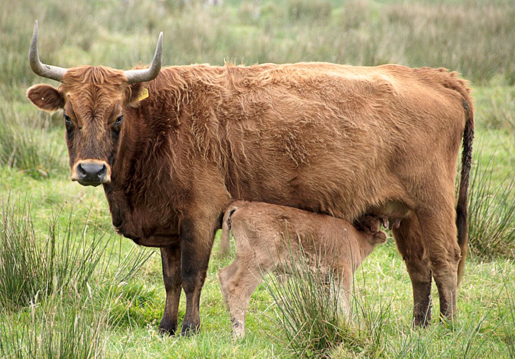 XN_Heck_Cattle_0033
