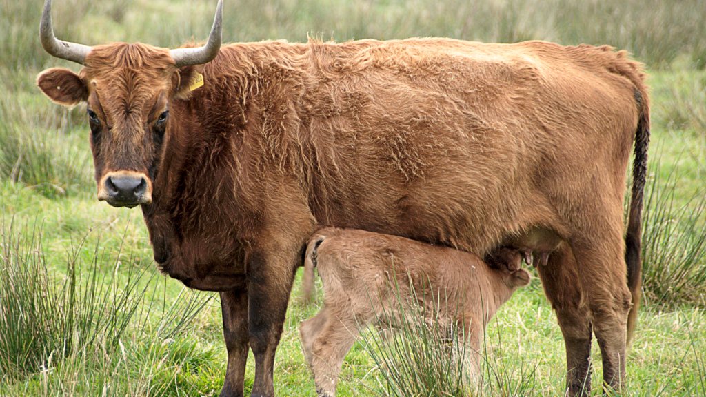 XN_Heck_Cattle_0033