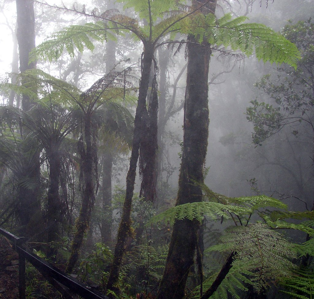 1075px-Cloud_forest_mount_kinabalu