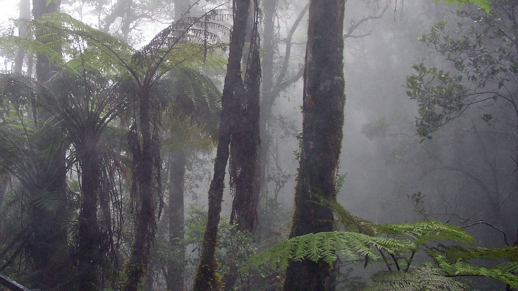 1075px-Cloud_forest_mount_kinabalu