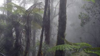 1075px-Cloud_forest_mount_kinabalu