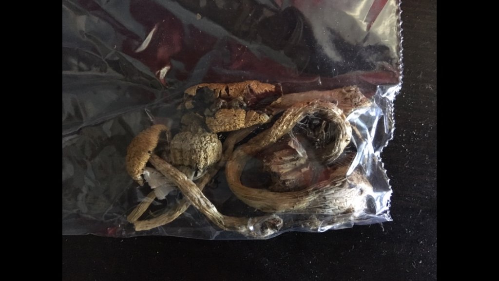 Cubensis_shrooms