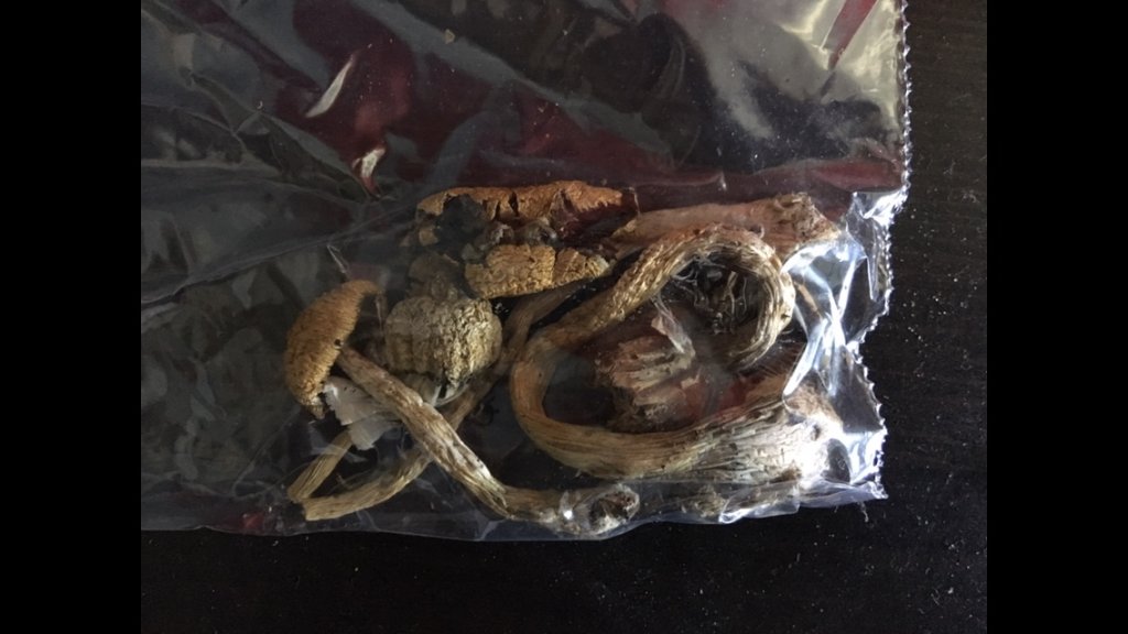 Cubensis_shrooms