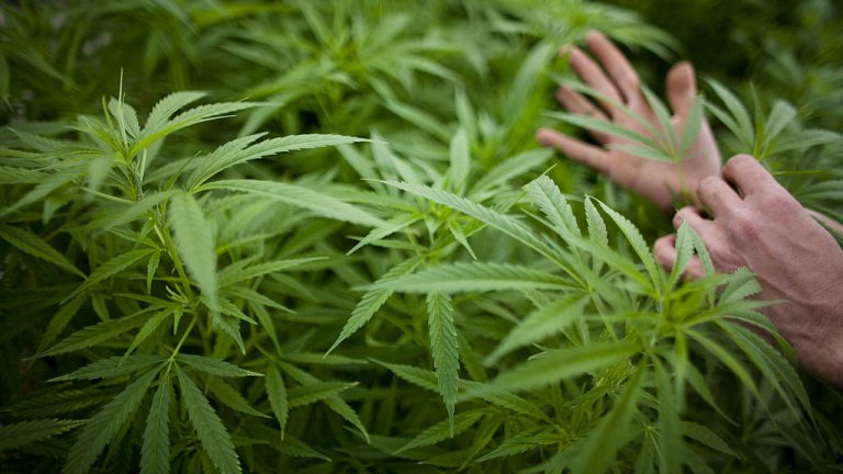 Вече 59 ферми имат разрешително за отглеждане на марихуана
