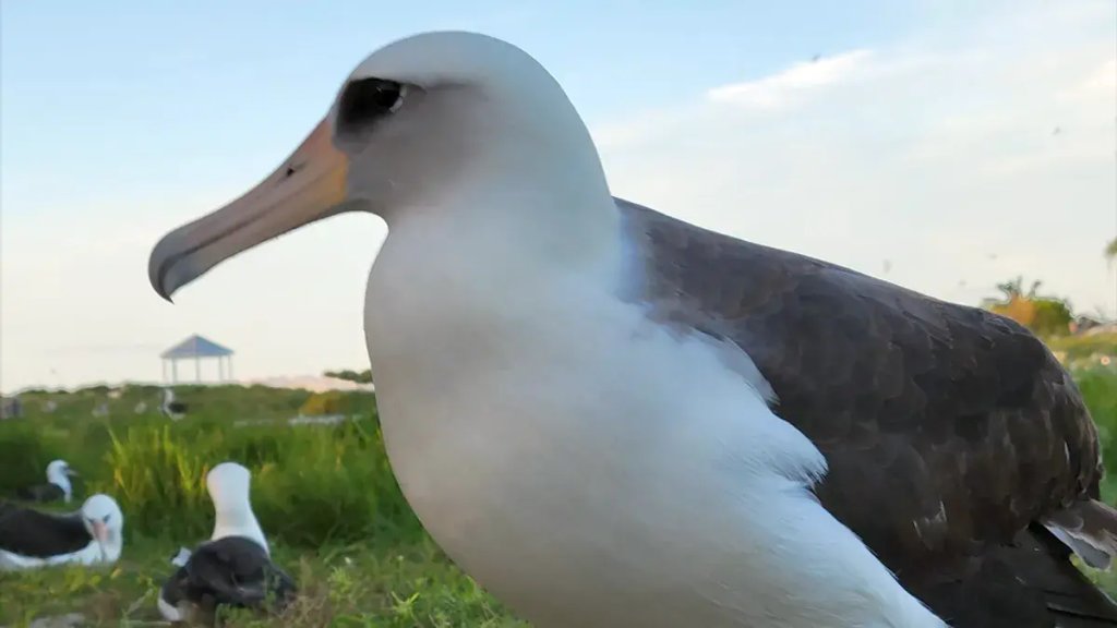 wisdom-the-albatross-l
