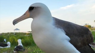 wisdom-the-albatross-l